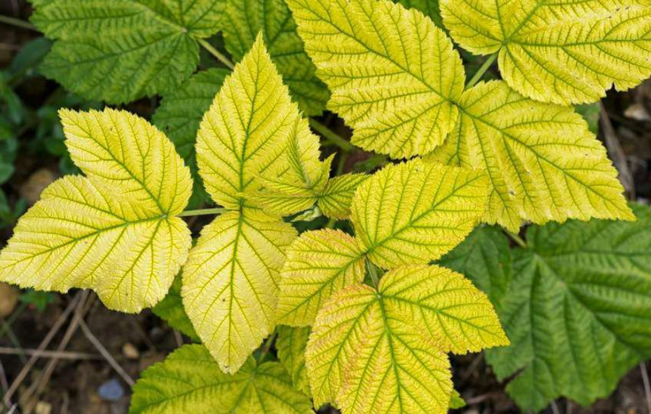 葉子變黃處理方法 葉子變黃處理方法