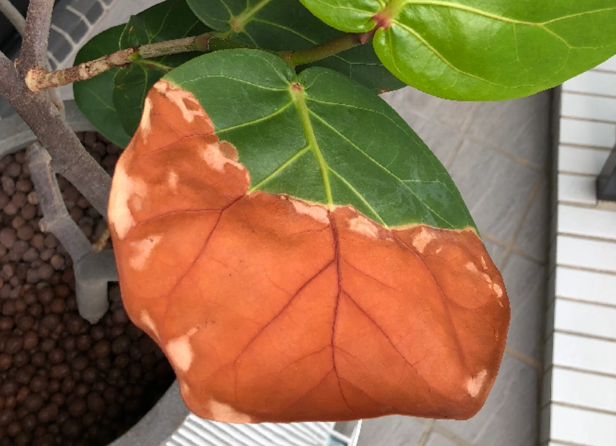 海葡萄枯萎病 海葡萄枯萎病