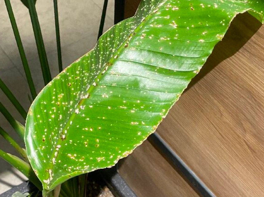 天堂鳥病蟲害防治