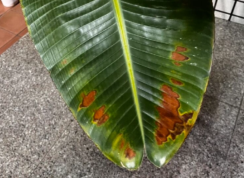 天堂鸟病虫害防治