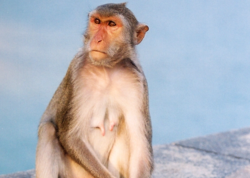 夢見猴子解夢 夢見猴子解夢