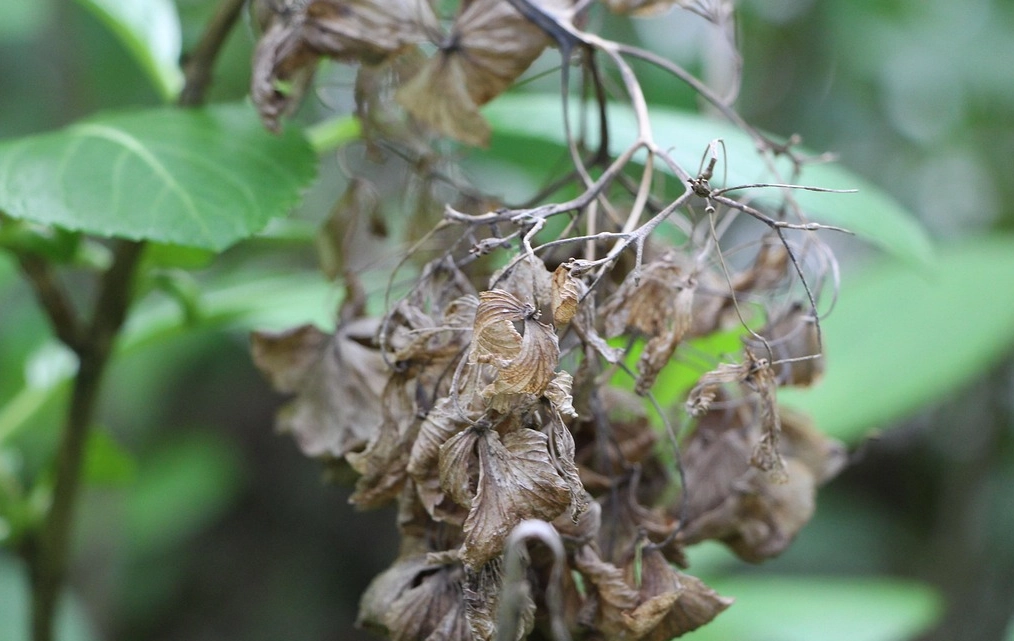葉子枯黃處理 葉子枯黃處理