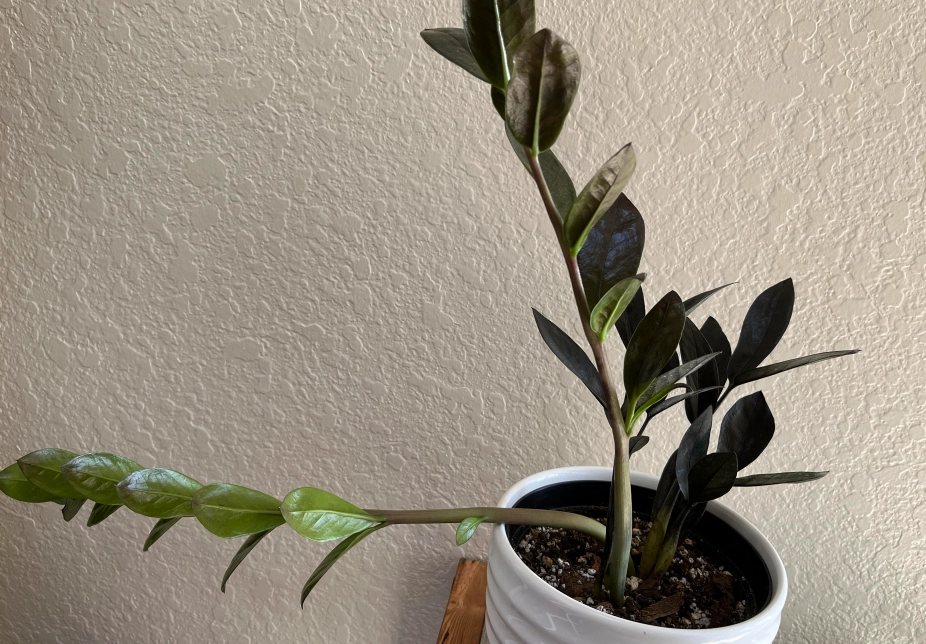 金錢樹修剪 金錢樹修剪