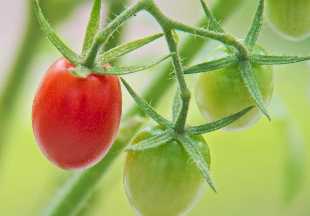 小番茄種植