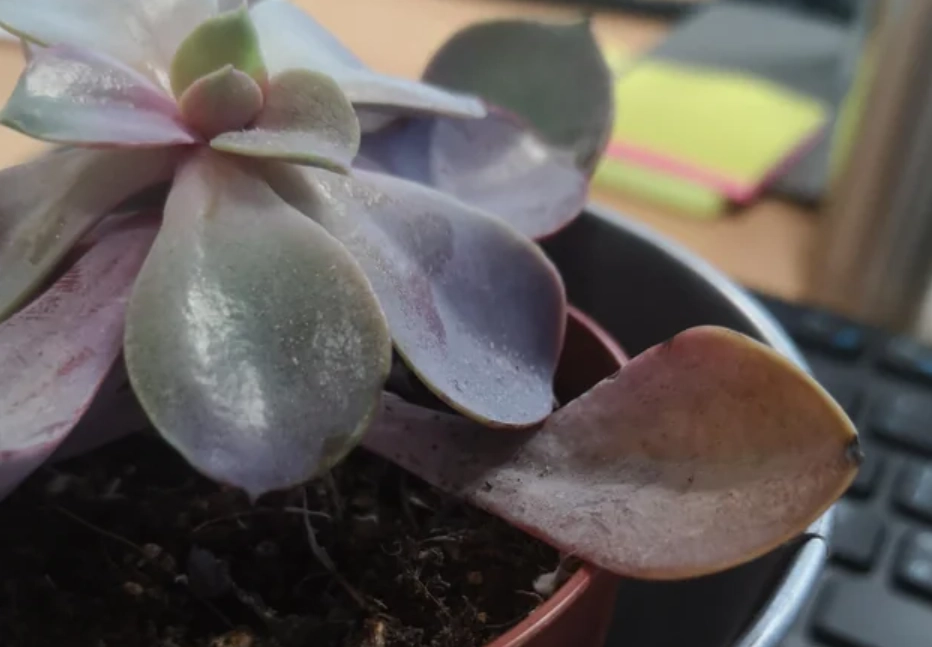 多肉养护 多肉养护