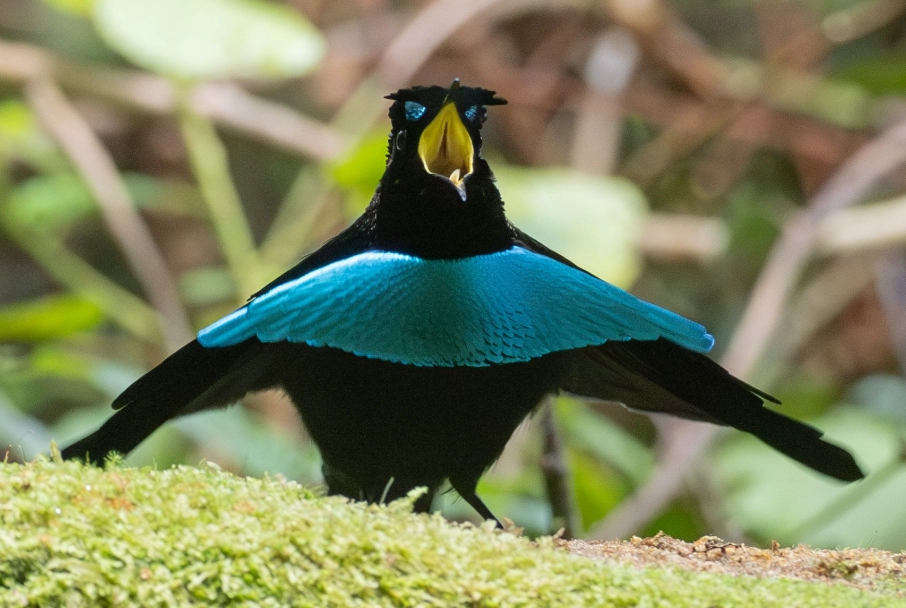 天堂鸟拍摄景点