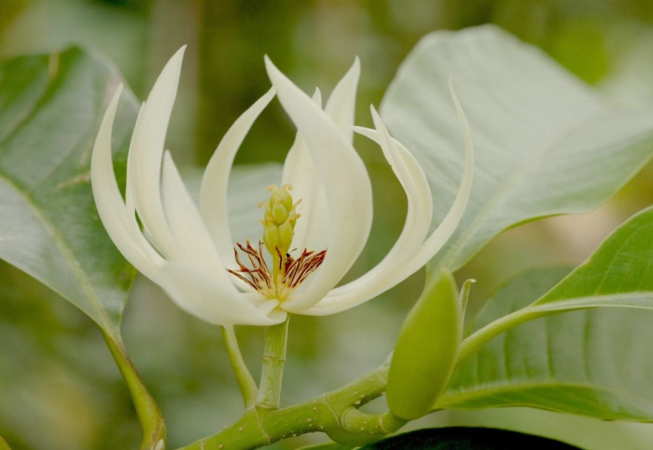 玉蘭花催花方法 玉蘭花催花方法