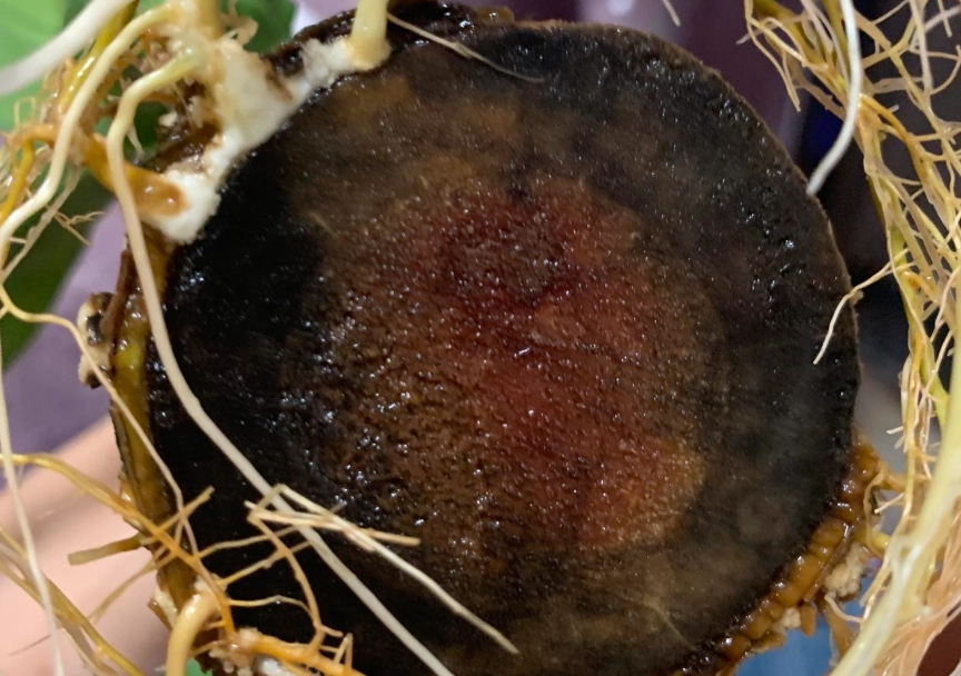 巴西木發霉處理 巴西木發霉處理