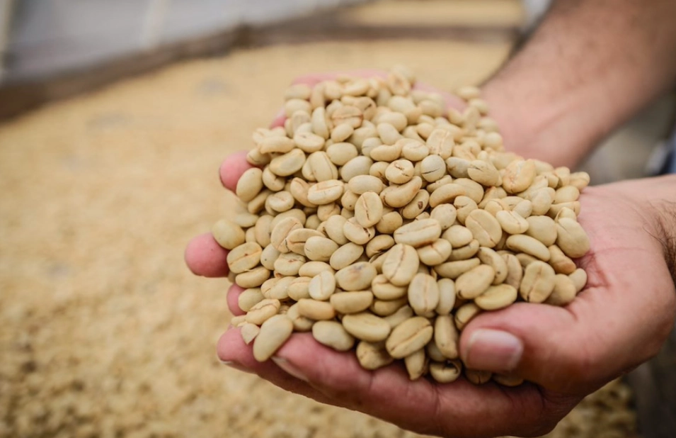 咖啡豆烘焙 咖啡豆烘焙