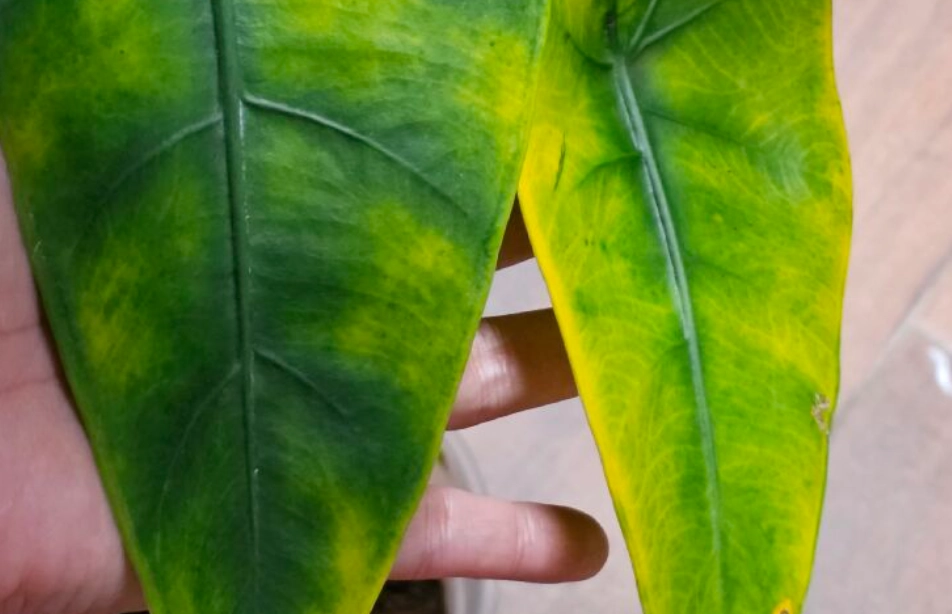 觀音蓮黃葉原因 觀音蓮黃葉原因