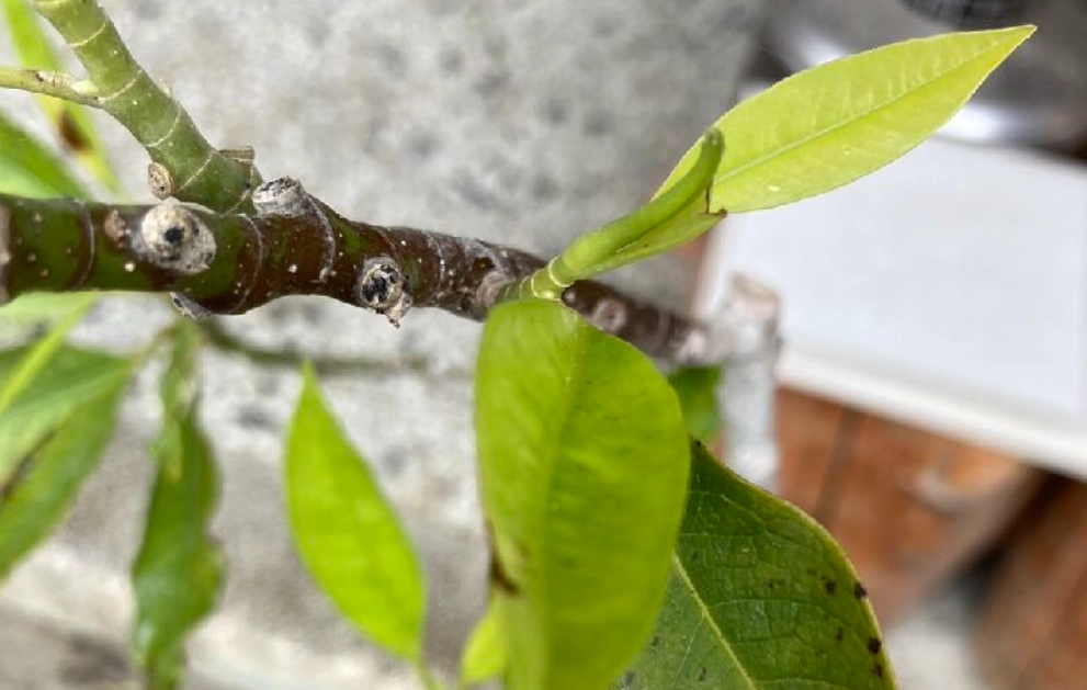 植物病害防治 植物病害防治