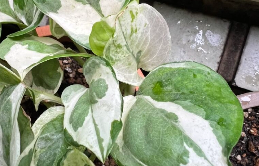 葉子變透明植物 葉子變透明植物