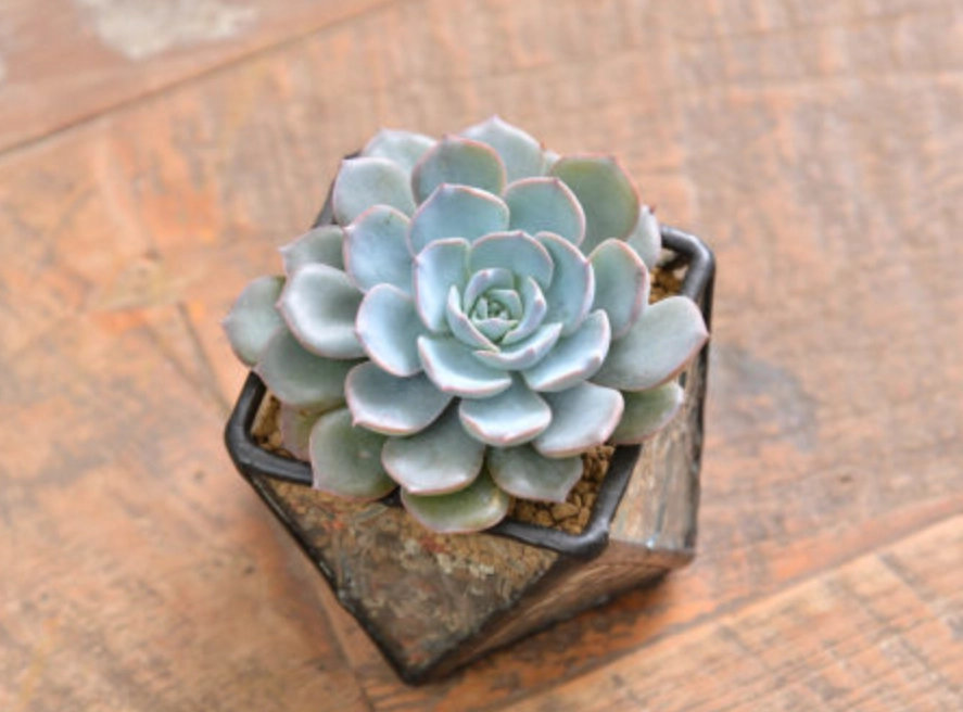 多肉植物澆水 多肉植物澆水