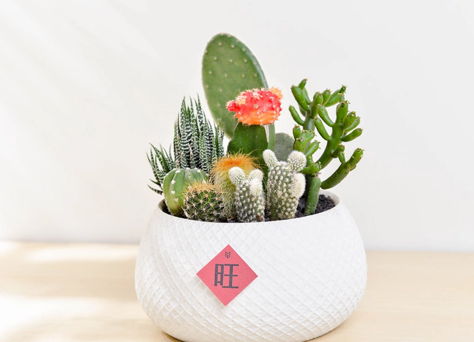 仙人掌 澆水 仙人掌 澆水