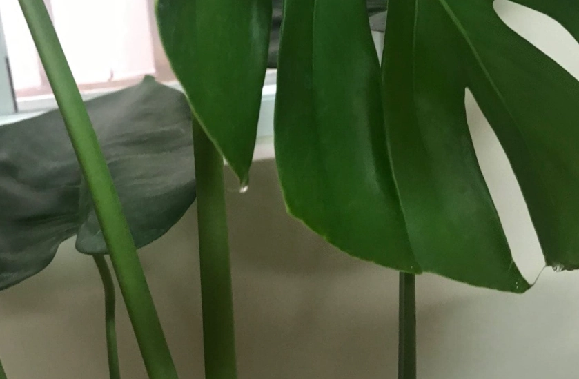 龜背芋 葉子 出水 龜背芋 葉子 出水