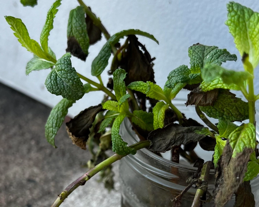 薄荷怎麼照顧 薄荷怎麼照顧