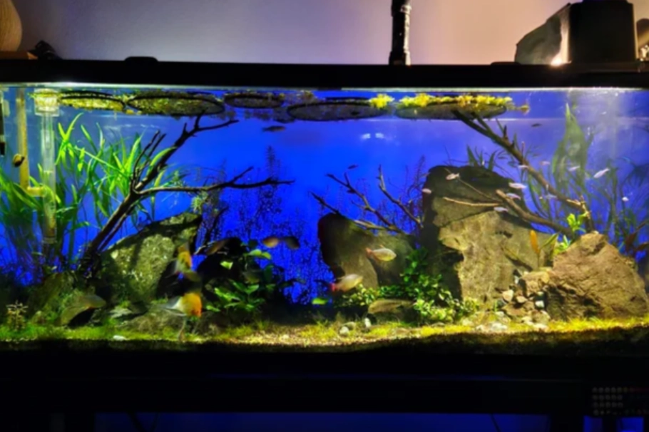 夢見很多魚缸意思