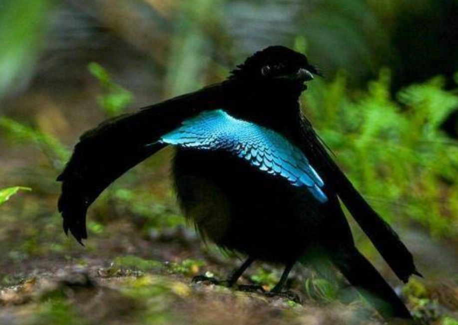 蓝色天堂鸟摄影技巧