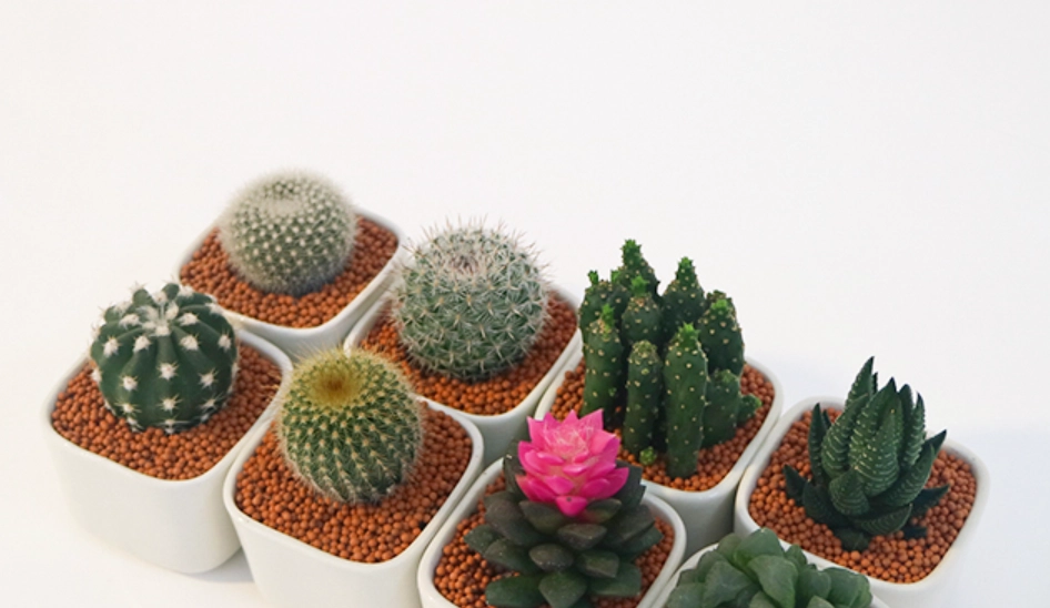 多肉仙人掌 照顧 多肉仙人掌 照顧