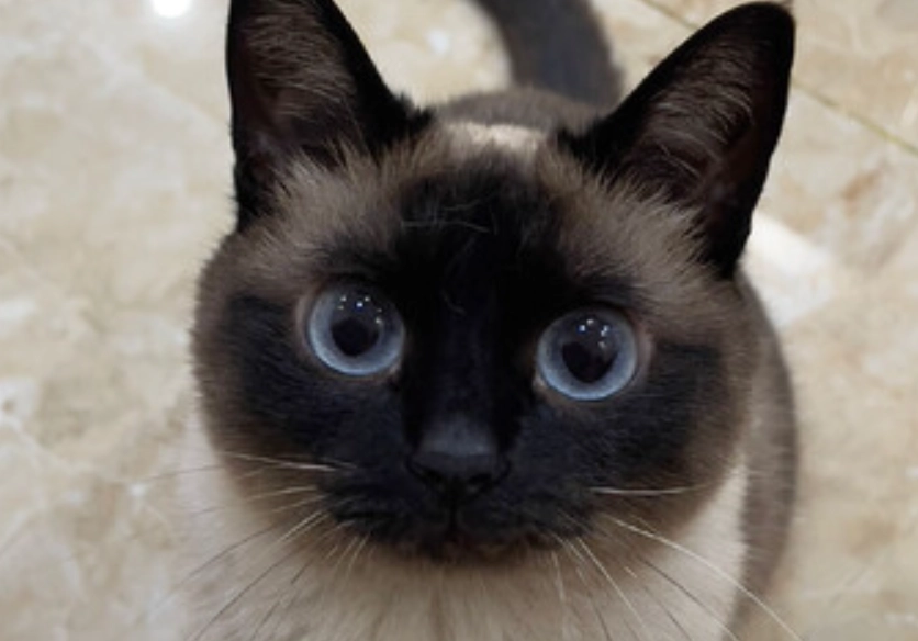 新手養貓 新手養貓