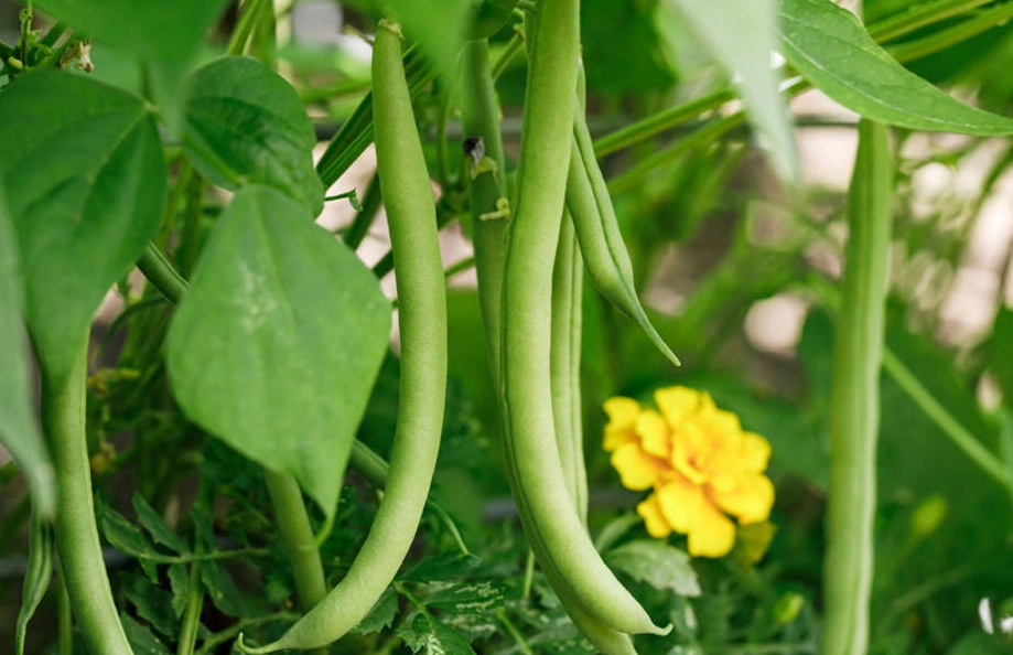 四季豆種植多久