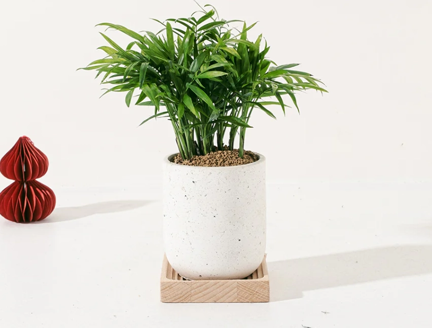 袖珍椰子 長得快嗎 袖珍椰子 長得快嗎