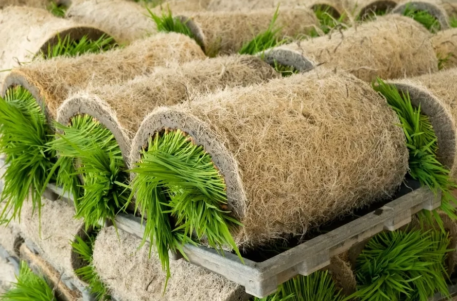 水稻秧苗病害 水稻秧苗病害