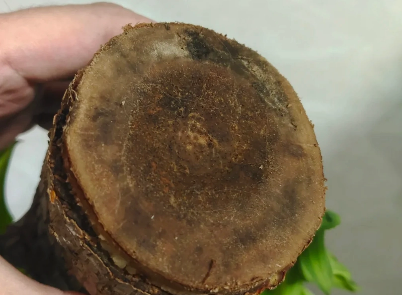 室內植物病害 室內植物病害