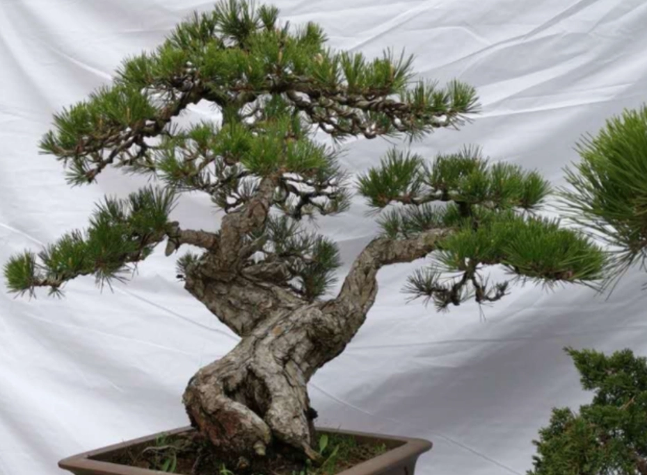 盆栽矮化 盆栽矮化