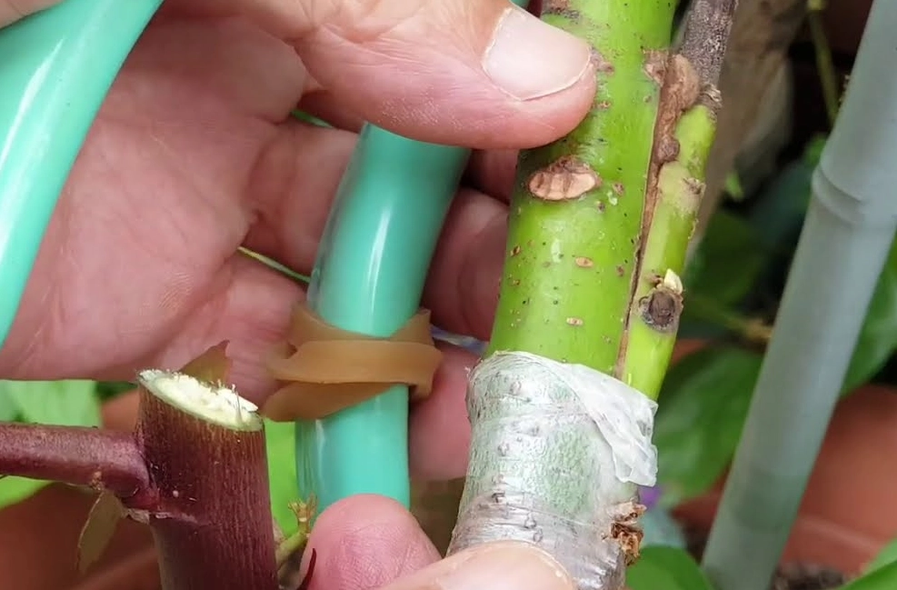 酪梨嫁接時間 酪梨嫁接時間