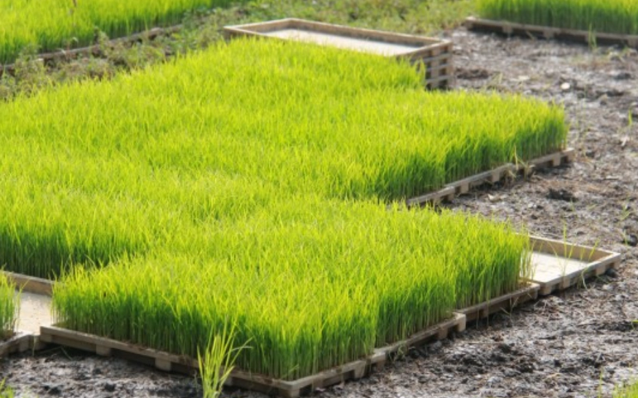 水稻育苗方法 水稻育苗方法