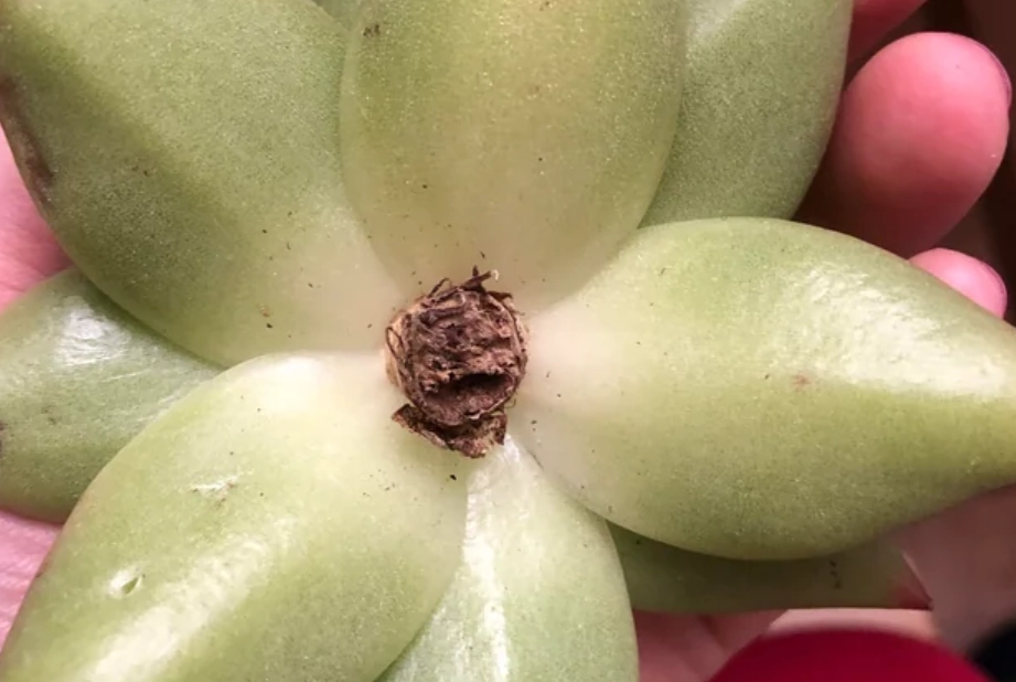 多肉植物 沒根 原因