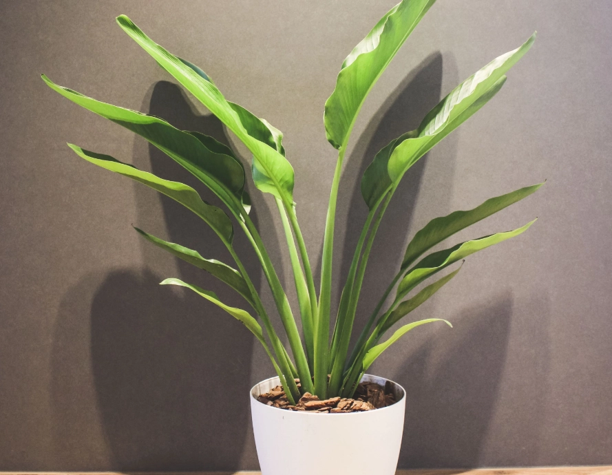 天堂鳥 觀賞 天堂鳥 觀賞