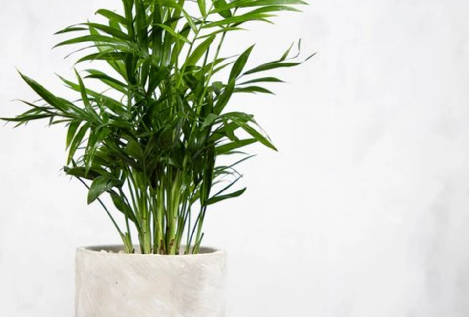 袖珍椰子 長得快嗎 袖珍椰子 長得快嗎