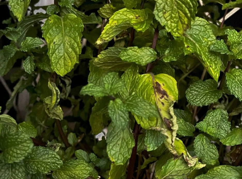 薄荷黑葉原因 薄荷黑葉原因