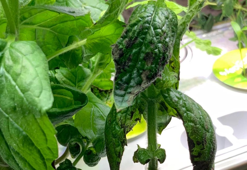 薄荷葉子發黑 薄荷葉子發黑