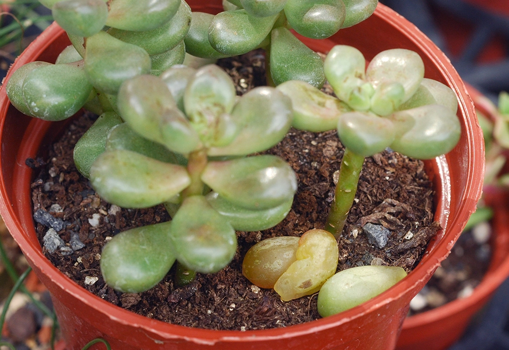 多肉化水怎麼辦