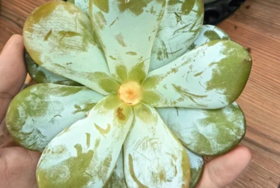 多肉植物 沒根 原因