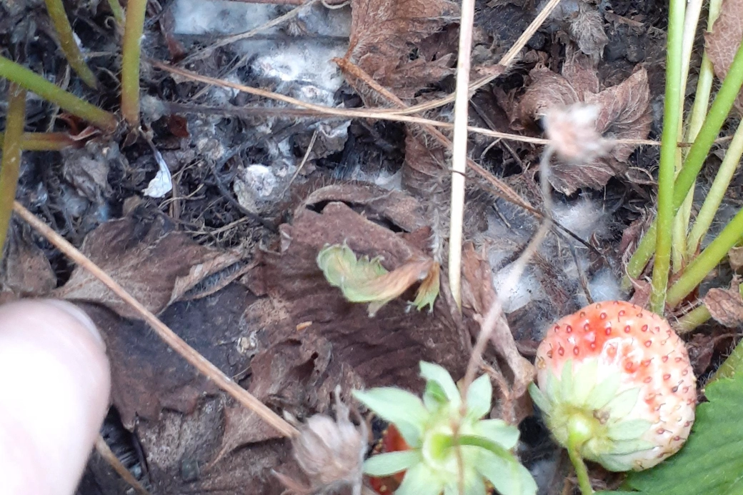 盆栽草莓發霉 盆栽草莓發霉