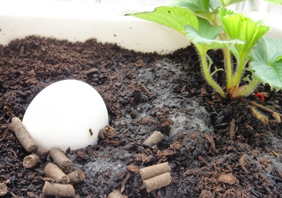 草莓土黴菌 草莓土黴菌