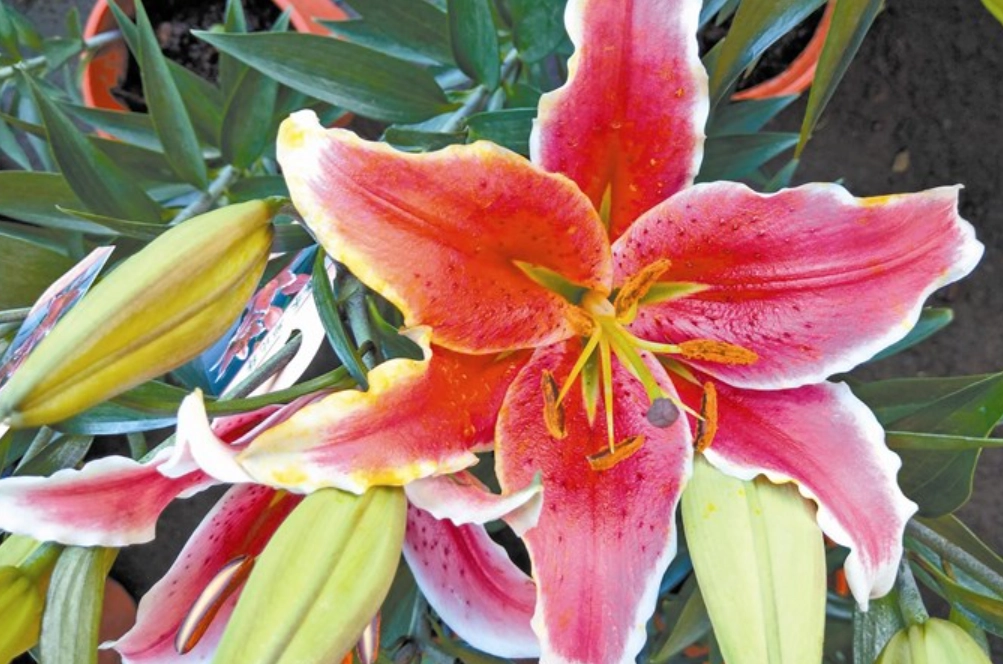 百合花 貓 中毒 百合花 貓 中毒