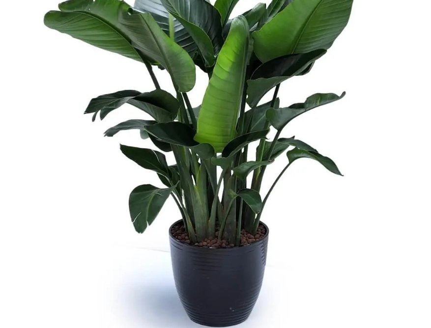 台北植物園 景點 台北植物園 景點