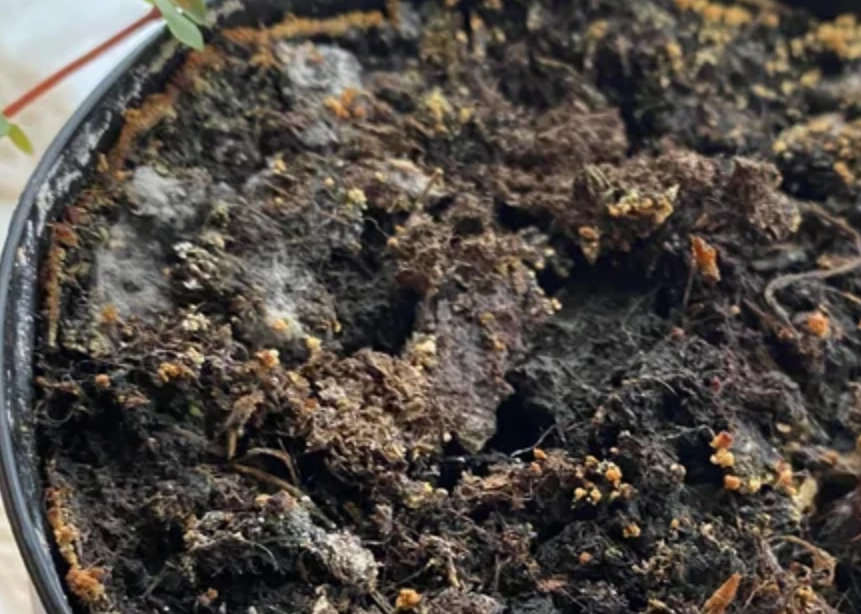 草莓土黴菌 草莓土黴菌