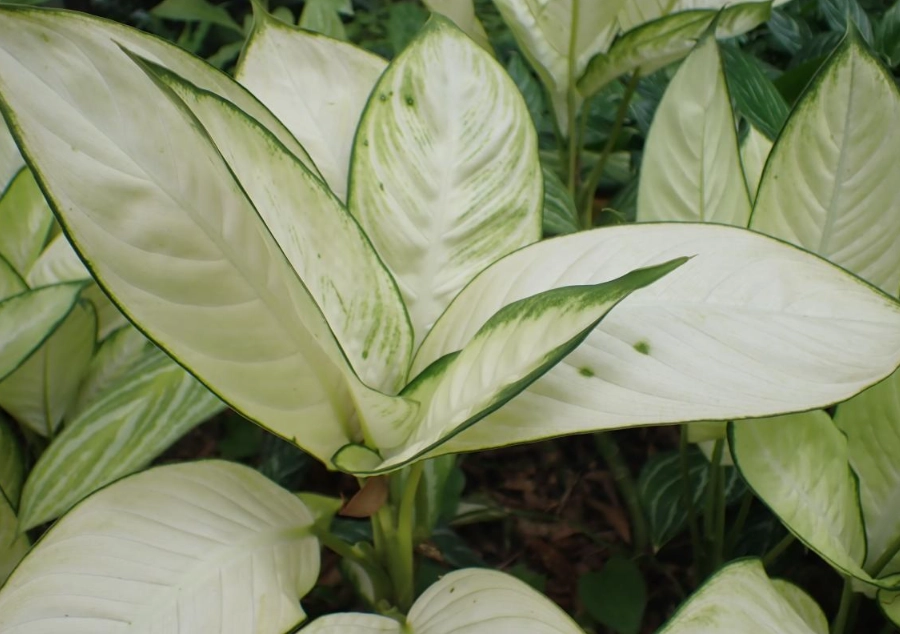 瑪莉安黛粉葉繁殖