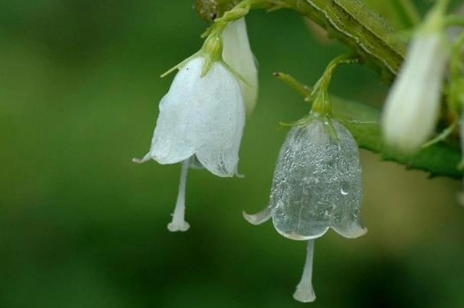 透明葉植物 透明葉植物