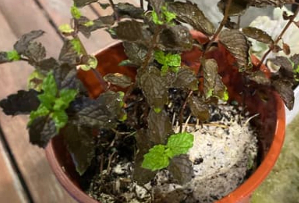 薄荷怎麼照顧 薄荷怎麼照顧