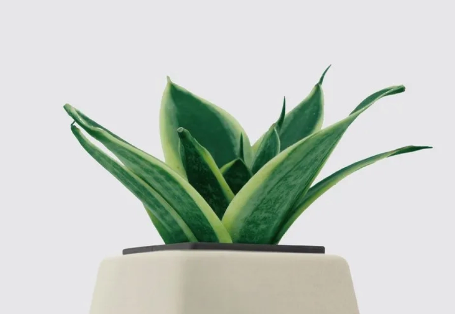 耐陰植物推薦 耐陰植物推薦