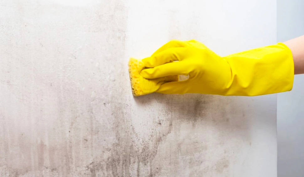 牆壁發霉原因 牆壁發霉原因