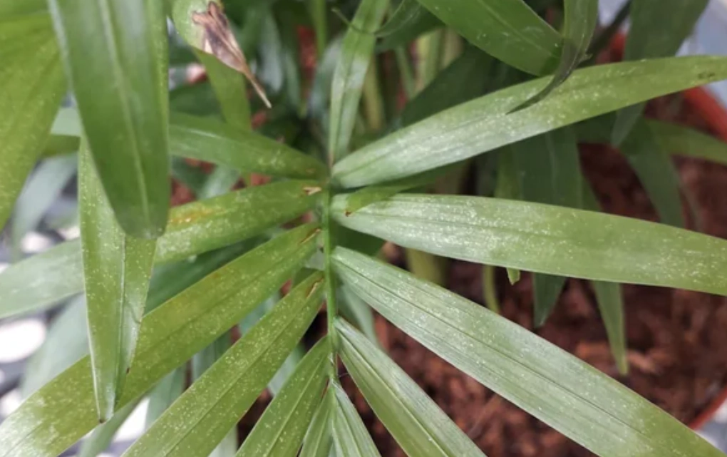 袖珍椰子 葉子發白