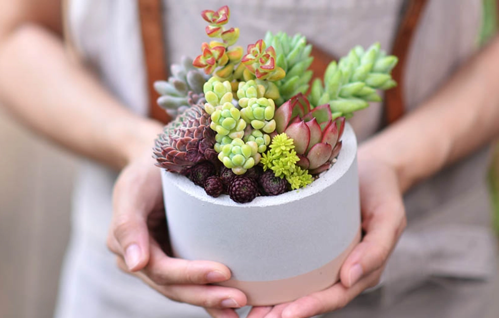 多肉植物澆水 多肉植物澆水